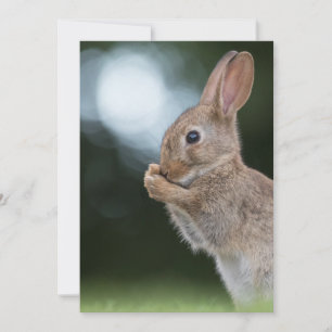 Carte de Pâques de lapin