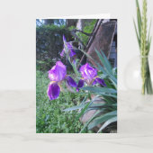 Carte de Pâques de "Purple Iris" (Devant)