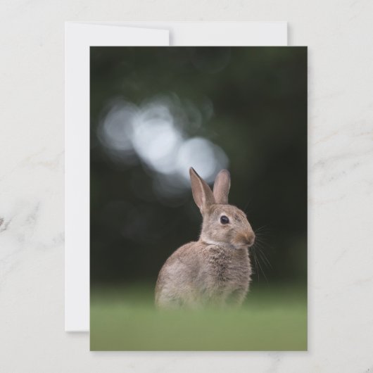 Carte de Pâques Lapin de Nature (Devant)