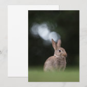 Carte de Pâques Lapin de Nature (Devant / Derrière)