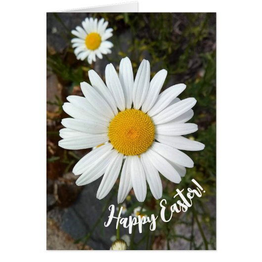 Carte de Pâques Perky White Daisy (Devant)