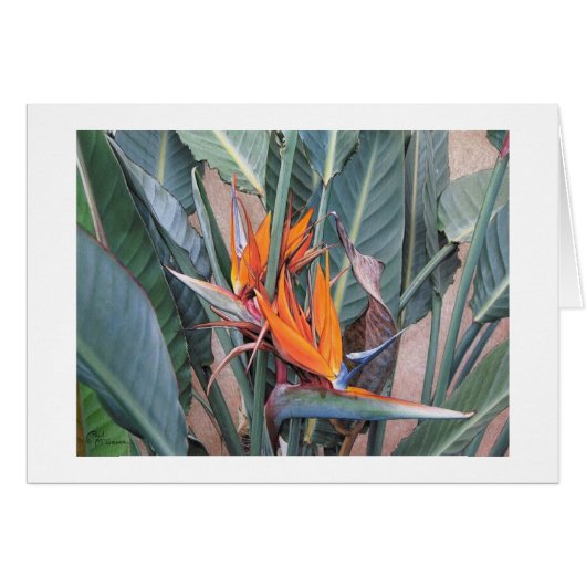 Carte de paradis de Paul McGehee "oiseau" (Devant Horizontal)