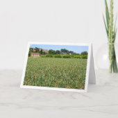 Carte de paysage Onion Field (Devant)