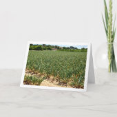 Carte de paysage Onion Field (Devant)