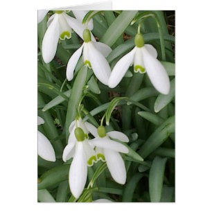 Carte de perce-neiges