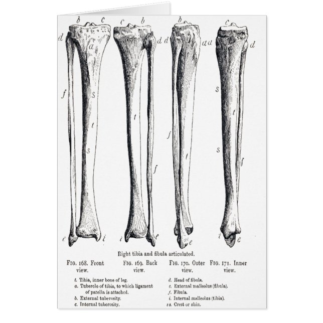Carte de péroné et de tibia (Devant)