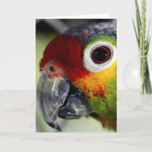 Carte de perroquet