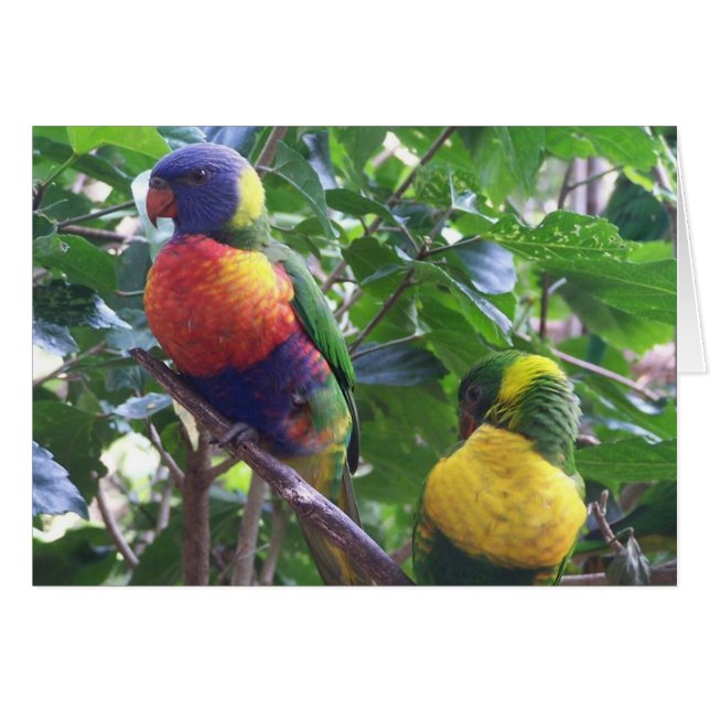 Carte de perroquets (Devant horizontal)