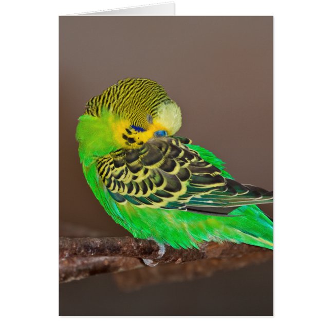 Carte de perruche de sommeiller (Devant)