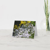 Carte de phlox des bois (Phlox divaricata) (Devant)