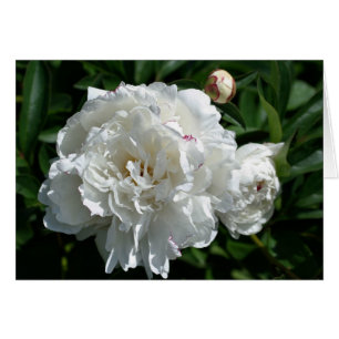 Carte de photographie à fleurs Peony Phases