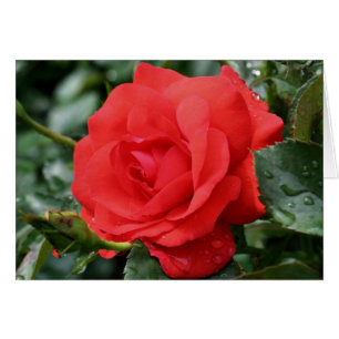Carte de photographie à fleurs Red Rose Thorns
