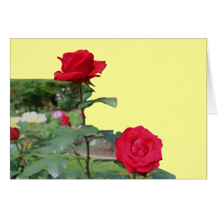 Carte de photographie à fleurs Red Roses