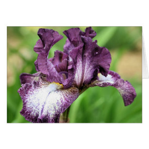 Carte de photographie Iris Fleur à poils violets
