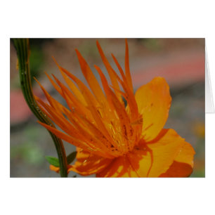 Carte de photographie orange jaune