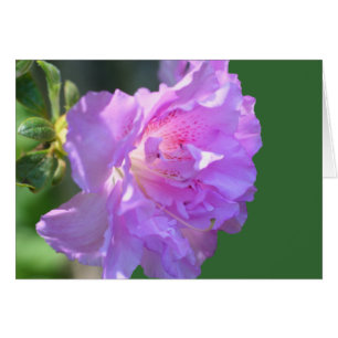 Carte de photographie rose Azalea