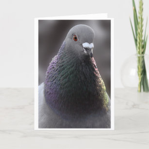 Carte de pigeon de Glasgow