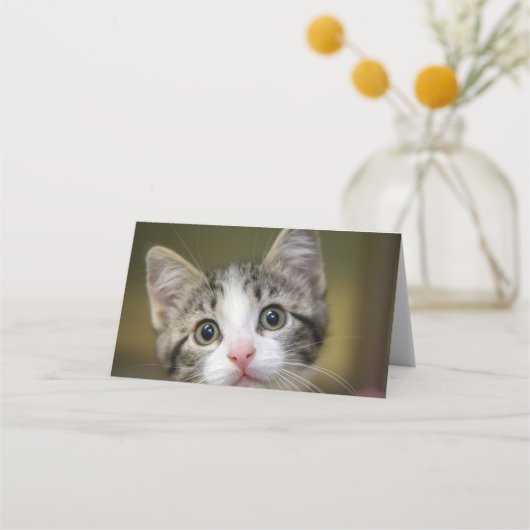 Carte De Placement Un mignon chaton aux yeux verts (Devant)