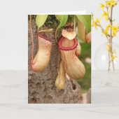 Carte de Plante carnivore (Fleur jaune)