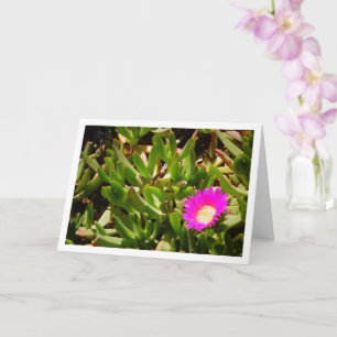 Carte de Plante de glace rampante du sol Hottentot