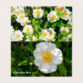 Carte de pliage Cherokee Rose (Outside Unfolded)