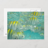 Carte de poisson jamaïcain (Devant / Derrière)