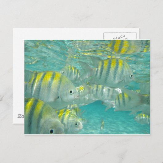 Carte de poisson jamaïcain (Devant / Derrière)