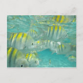 Carte de poisson jamaïcain (Devant)