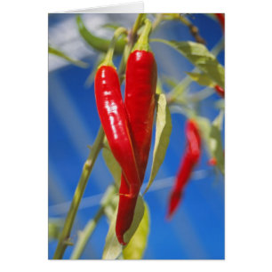 Carte de poivrons rouges