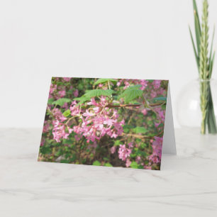 Carte de Pokey's Pink dans le parc