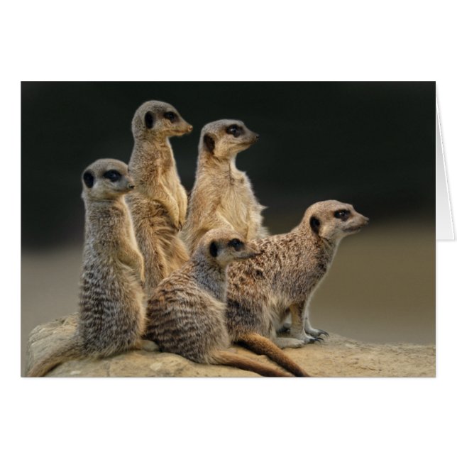 Carte de portrait de famille (Devant horizontal)