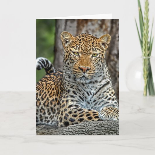 Carte de portrait Leopard (Devant)