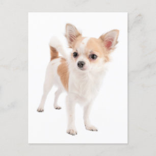 Carte de poste Chihuahua Chiot Chien Cochon