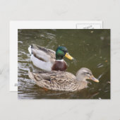 Carte de poste de canards (Devant / Derrière)