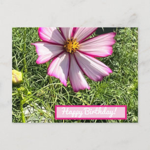 Carte de poste de fleurs Cosmo rose, Joyeux annive