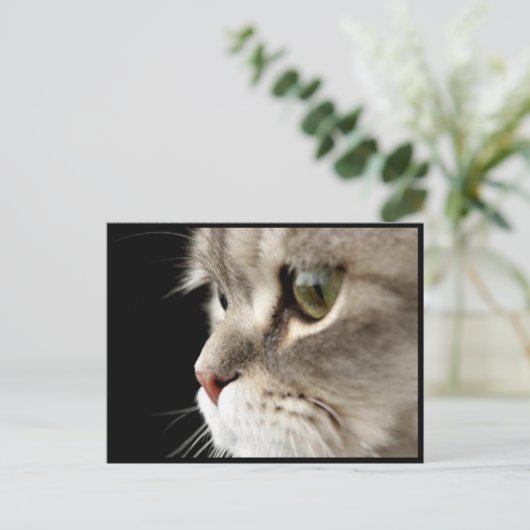 Carte de poste de Kitty à fermeture rapprochée (Debout devant)