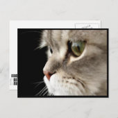 Carte de poste de Kitty à fermeture rapprochée (Devant / Derrière)