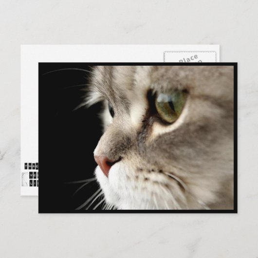 Carte de poste de Kitty à fermeture rapprochée (Devant / Derrière)