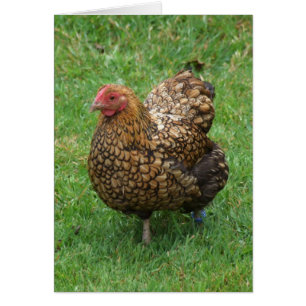 Carte de poulet