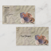 Carte de profil des coques (Devant / Derrière)