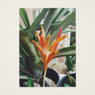 Carte de profil du bec de perroquets Heliconia Her