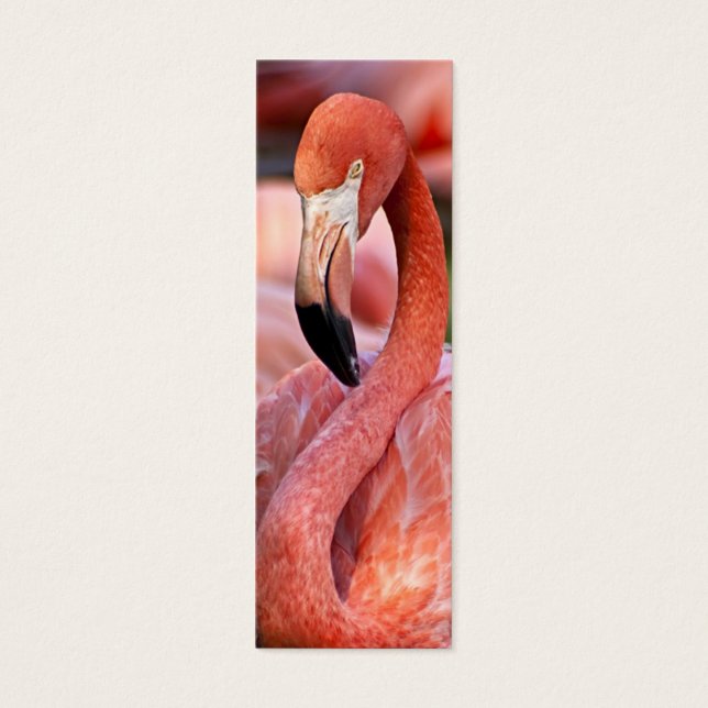 Carte de profil Flamant rose (Devant)