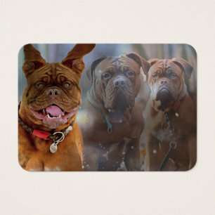 Carte de profil Mastiff Plus