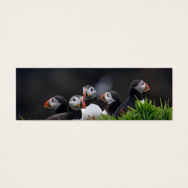 Carte de profil Puffin Gang (Devant)