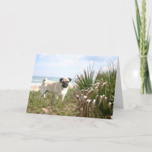 Carte de Pug Beachgrass
