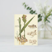 Carte de recette de carte postale de gingembre vin (Debout devant)