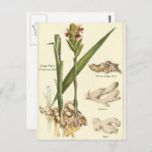 Carte de recette de carte postale de gingembre vin (Devant / Derrière)