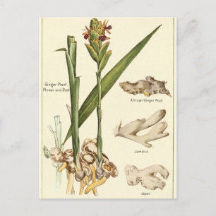 Carte de recette de carte postale de gingembre vin