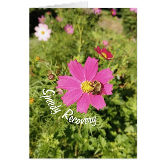 Carte de récupération rapide Vivid rose Cosmos Flo (Devant)