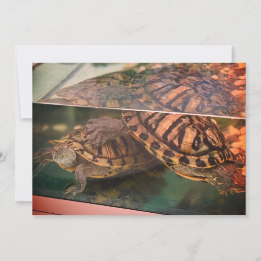 Carte de réflexion Tortue Terreuse Chaude (Devant)